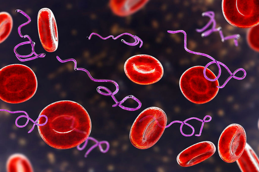 borrelia bacteria in blood illustration