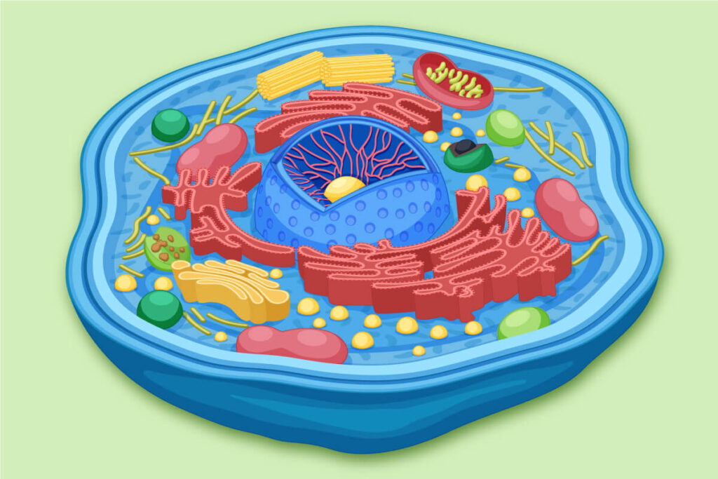 Phosphatidyl choline for cell membrane repair